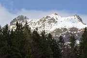 86 Il Tre Signori ancora carico di neve, oltre l'abetaia